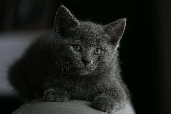 Top Strategies for Boosting Your German Shepherd"s Hind Leg Strength