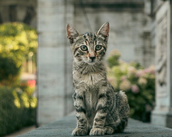 Top Strategies for Seamlessly Introducing a New Puppy to an Older Dog in Your UK Home